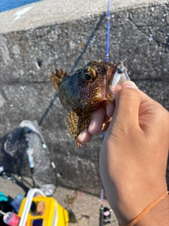 マアジの釣果