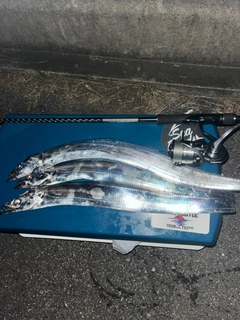 タチウオの釣果