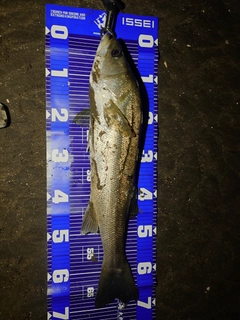 スズキの釣果