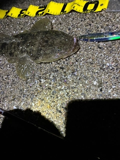 マゴチの釣果