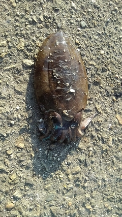 コウイカの釣果