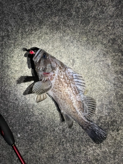 ソイの釣果