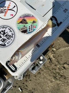 キスの釣果