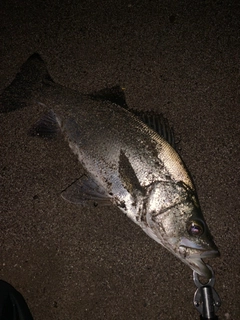 ヒラスズキの釣果