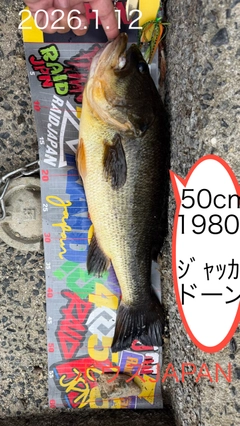 ブラックバスの釣果