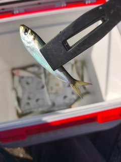 サッパの釣果
