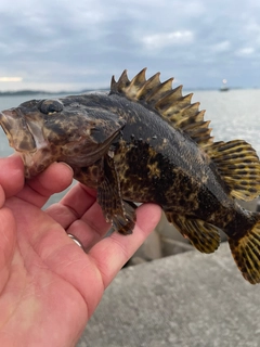 タケノコメバルの釣果