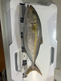 シオの釣果