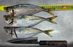 マアジの釣果