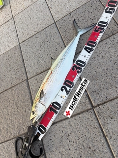 サゴシの釣果