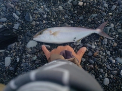 ショゴの釣果