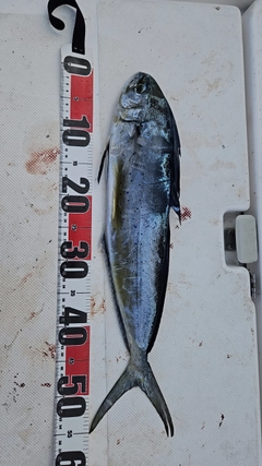シイラの釣果