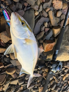 ネリゴの釣果