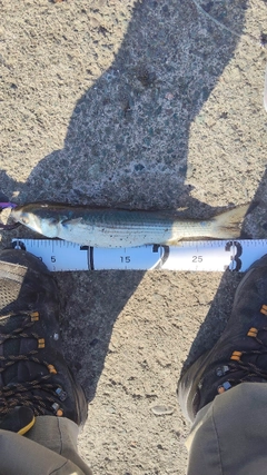 コショウダイの釣果