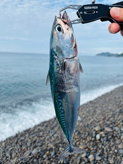 ソウダガツオの釣果