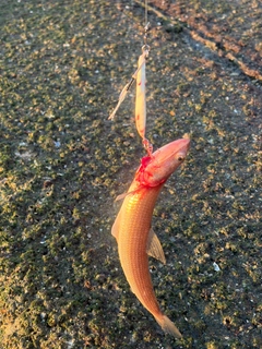 エソの釣果