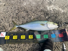 ハマチの釣果