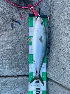 メジロの釣果