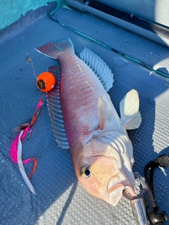 シロアマダイの釣果