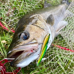スズキの釣果