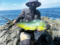 シイラの釣果