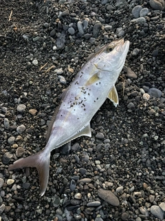 ショゴの釣果