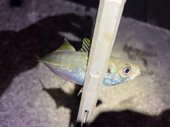 マアジの釣果