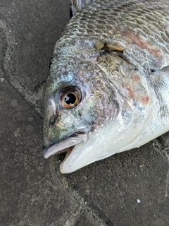 キビレの釣果