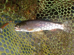 ニジマスの釣果