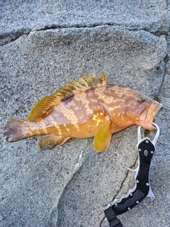 キジハタの釣果
