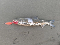 アキアジの釣果