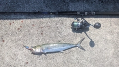 サゴシの釣果