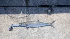 サゴシの釣果