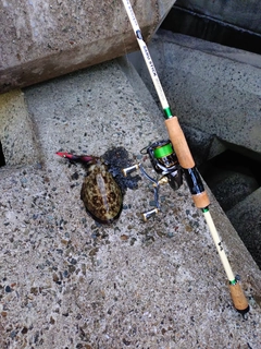 コウイカの釣果