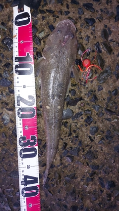 マゴチの釣果