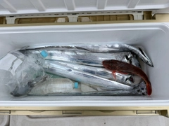 タチウオの釣果
