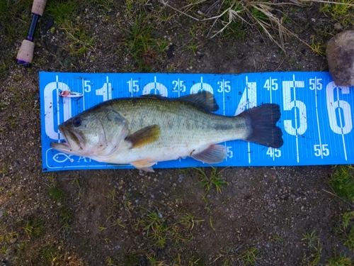 ブラックバスの釣果