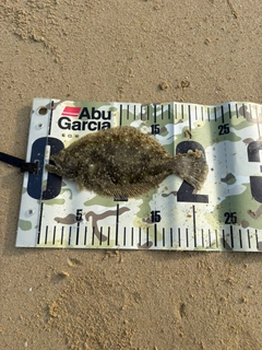 ソゲの釣果