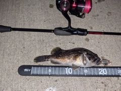 クロソイの釣果