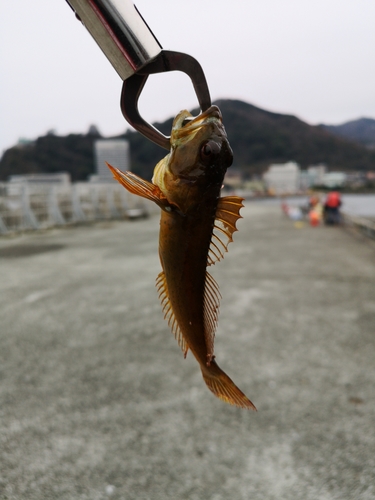 アナハゼの釣果