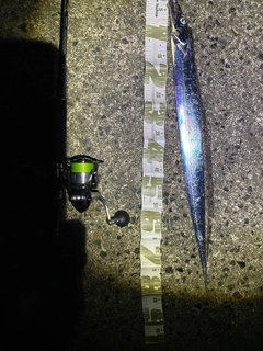 タチウオの釣果