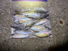 アジの釣果