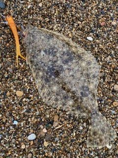 ソゲの釣果