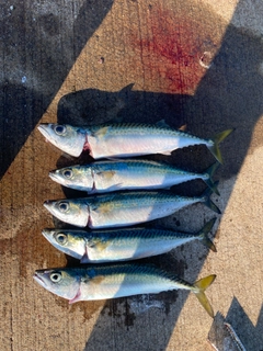 サバの釣果