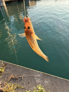 ハゼの釣果