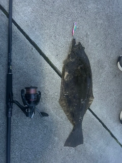 ヒラメの釣果