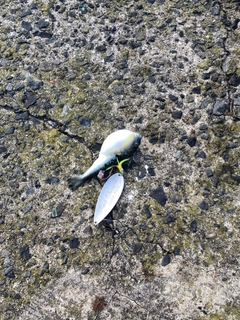 フグの釣果