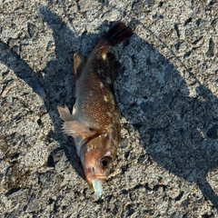 エゾメバルの釣果