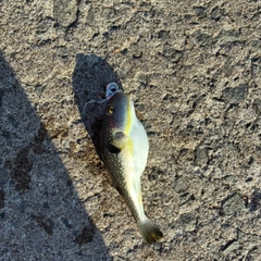フグの釣果