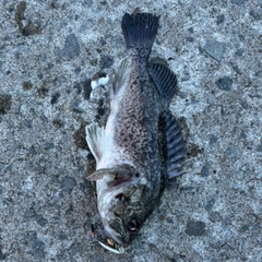 クロソイの釣果
